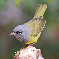 MacGillivray's Warbler